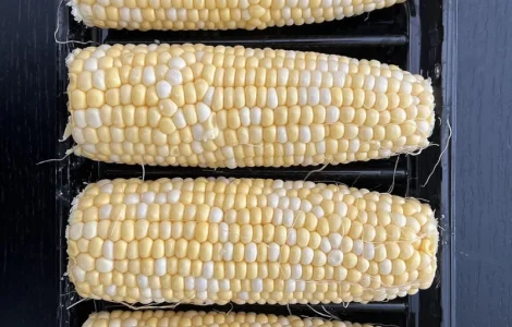 Продам кукурудзу молоду Чернігівська обл качани оптом свіжа продукція