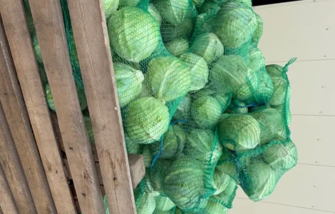 Продам капусту