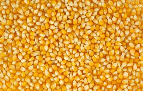 Закуповуємо кукурудзу