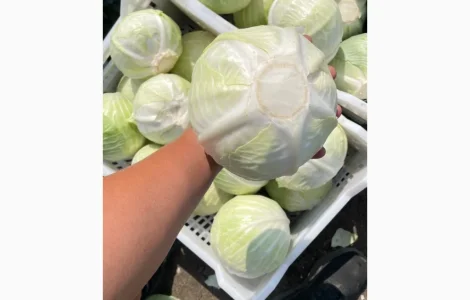 Продам товарную капусту