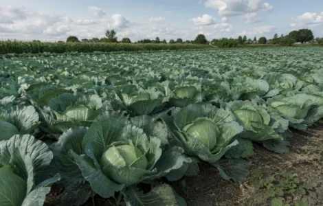 Продам товарную капусту