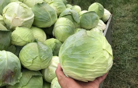 Продам Агрессор. Капуста ідеальної якості. Бистра погрузка