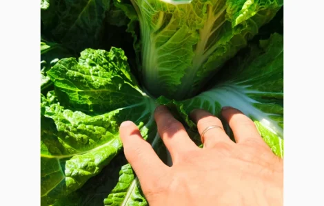 Продам пекинскую капусту