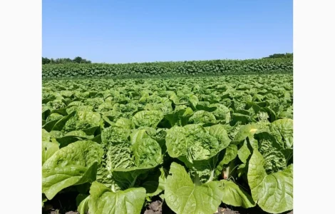 Продам молодую картошку и пекинскую капусту от производителя с 5 тонн