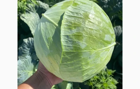 Продам капусту
