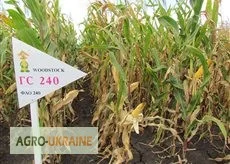 Семена кукурузы венгерской Вудсток Гибрид Шаролта - ФАО 290