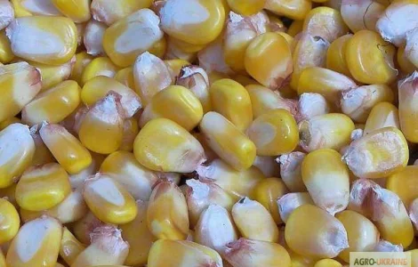 Семена кукурузы гибрида Одесский 385 М (F1) от производителя. (ФАО 380)