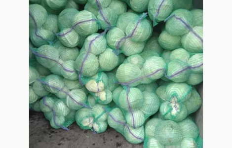 Продам капусту сорт Агрессор від виробника