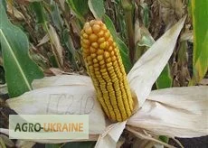 Семена кукурузи венгерської Вудсток Гибрид ГС 240 - ФАО 230