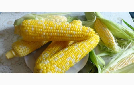 Продаем с поля сладкую кукурузу Ракель