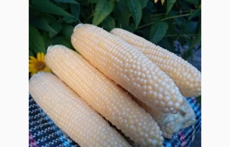 Качаны сахарной кукурузы сорта Добрыня