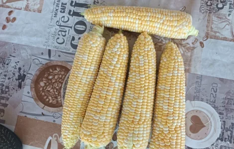 Продам сахарная кукуруза Ракель