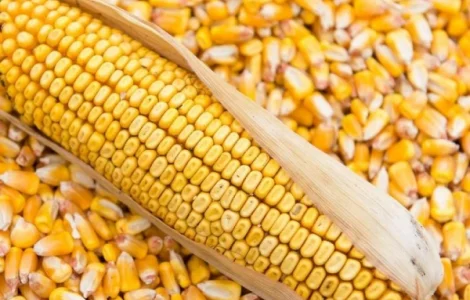 Продам кукурузу 50т со склада за наличные