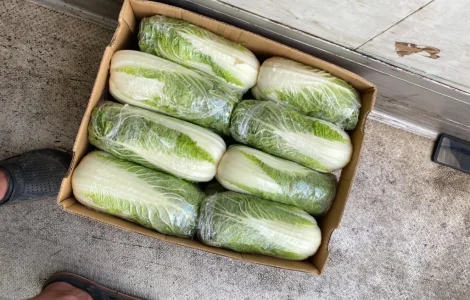 Продам пекинскую капусту