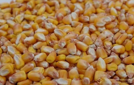 Куплю кукурузу от 25 тонн