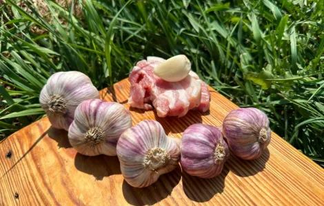 Продам часник