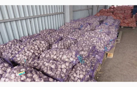 Часник посадковий 1 репродукція Любаша