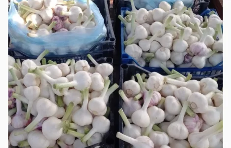 Продам часник фракція 3-6+ від тони і вище