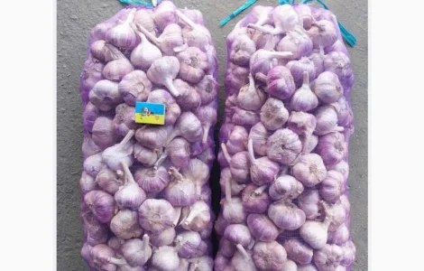 Продам часник оптом багато тон