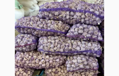 Продам часник від 1 тони