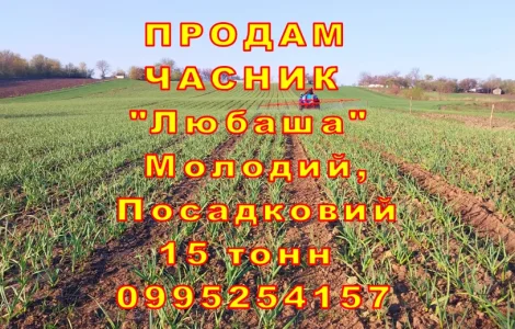 15 тонн ПРОДАМ ЧАСНИК Любаша Молодой Посадковый Материал Озимый Чеснок Молодой Посадочный