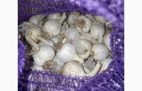 Продам часник