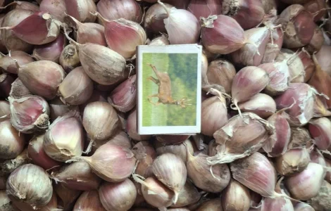 Часник на посадку сорту Любаша (1-ша репродукція)