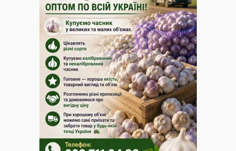 Куплю часник будь які обʼєми по всій Україні