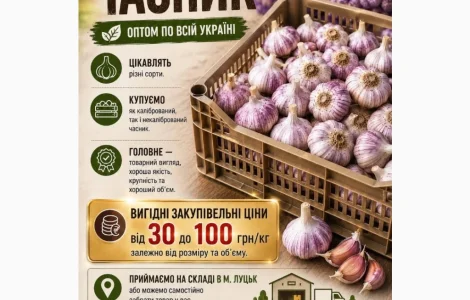 Купаем чеснок оптом по всей Украине