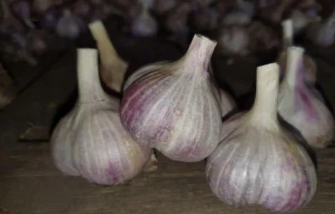 Продам часник на посадку сорту Любаша - 1 репродукція