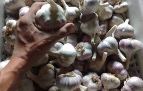 Чеснок Любаша 1 репродукция