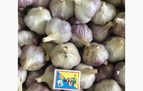 Продам часник сорту Любаша та Дюшес