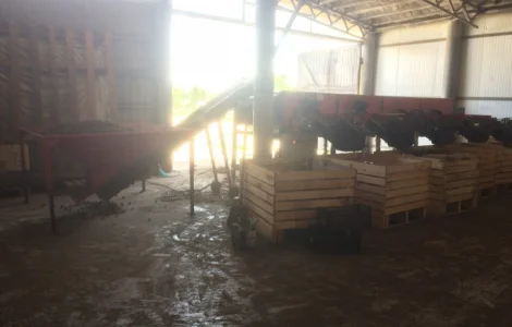 Продам посівний матеріал (однозубка) часника сорту Дюшес