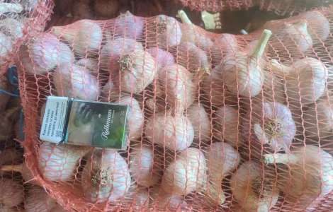 Продам часник сорт Любаша