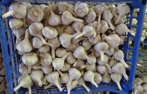 Продам часник сорту Любаша