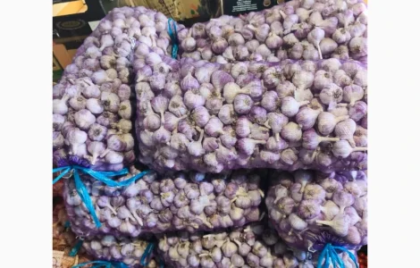 Продам часник сорт Любаша