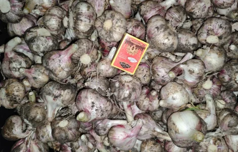 Часник Любаша