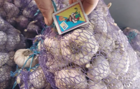Продам Чеснок сорт Любаша 3т