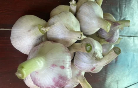 Продам часник сорт Любаша