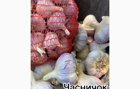 Продам качественный чеснок сорта Любаша