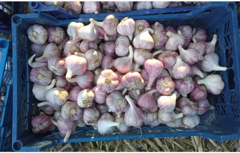 Продам часник любаша