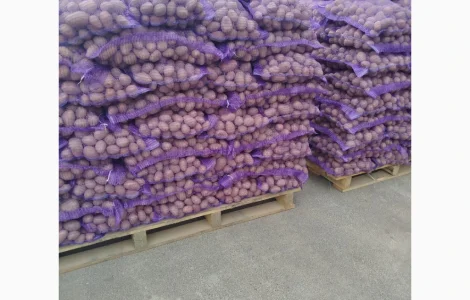 Продам товарный картофель сорт Белла Роса