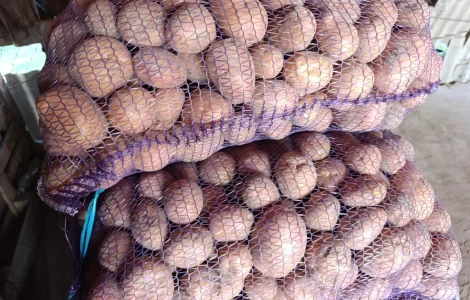 Продам картоплю