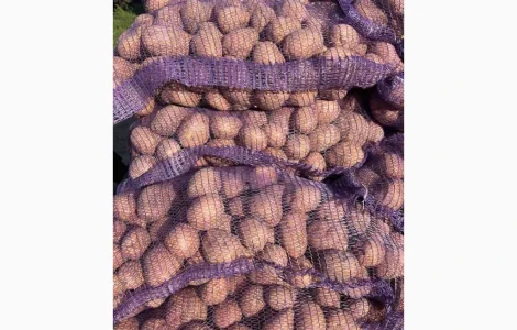 Продам картоплю
