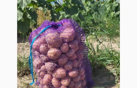 Продам картоплю.