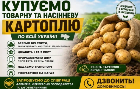 Купуєм товарну та насінневу картоплю по всій Україні