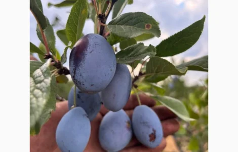 Продам сливу