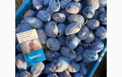 Продам сливу