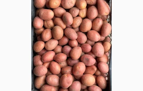 Продам семенной картофель