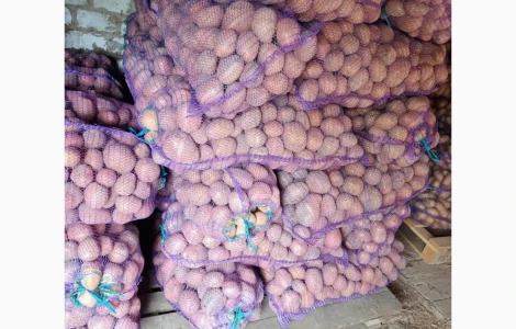 Продам картоплю Белароса
